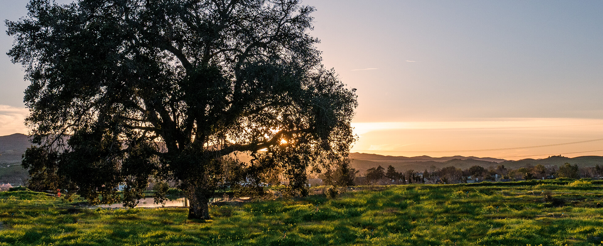 Twin Oaks in Hollister