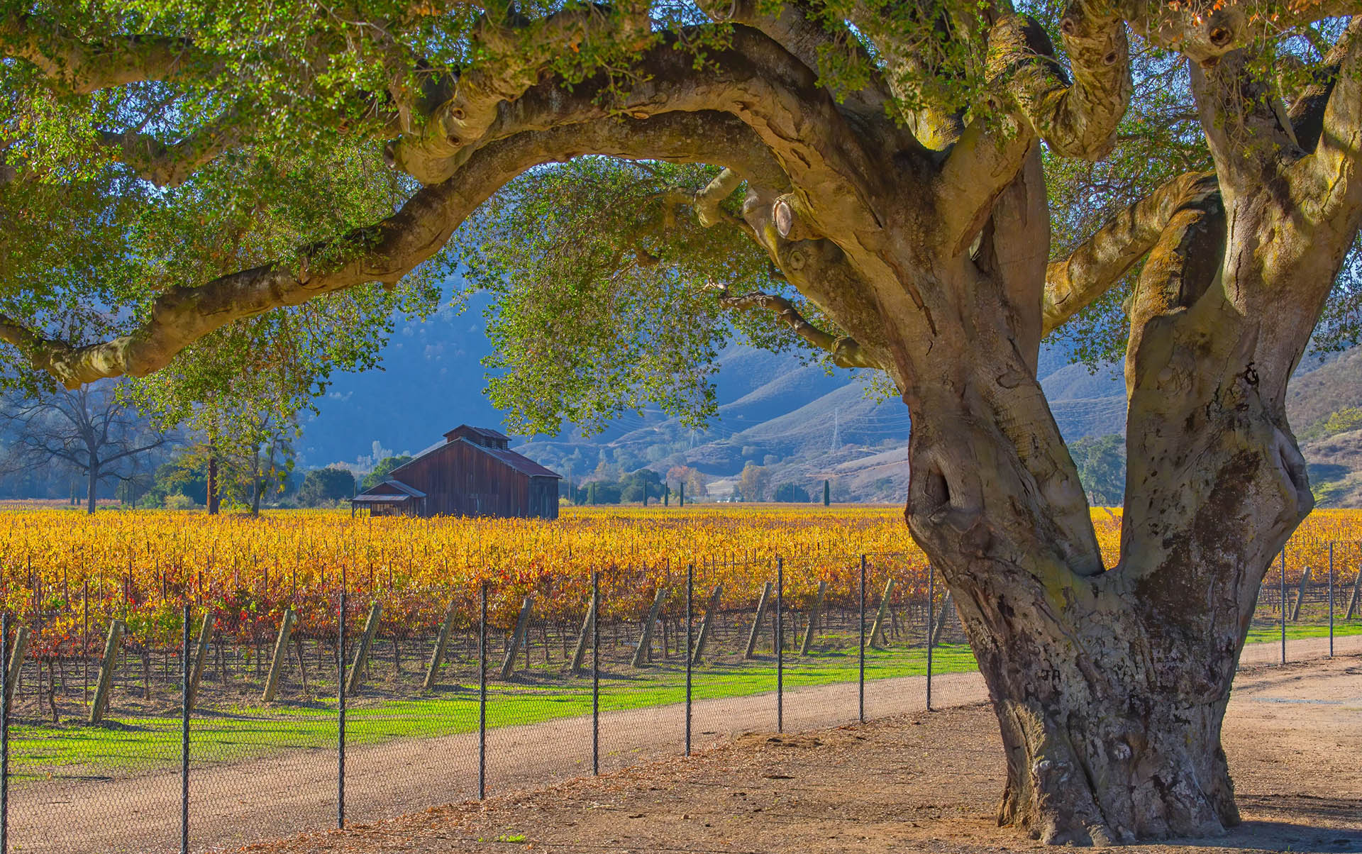 Hollister landscape - Oak tree and Vineyard