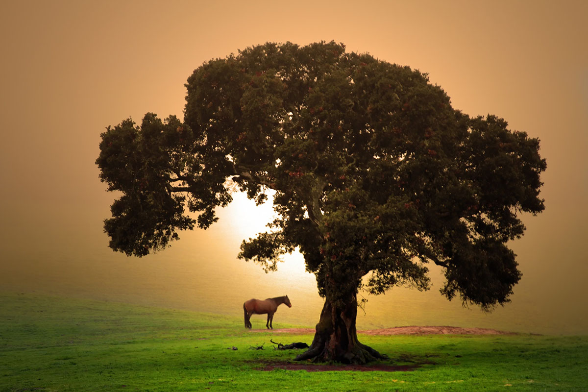 Hollister landscape - Oak tree and horse